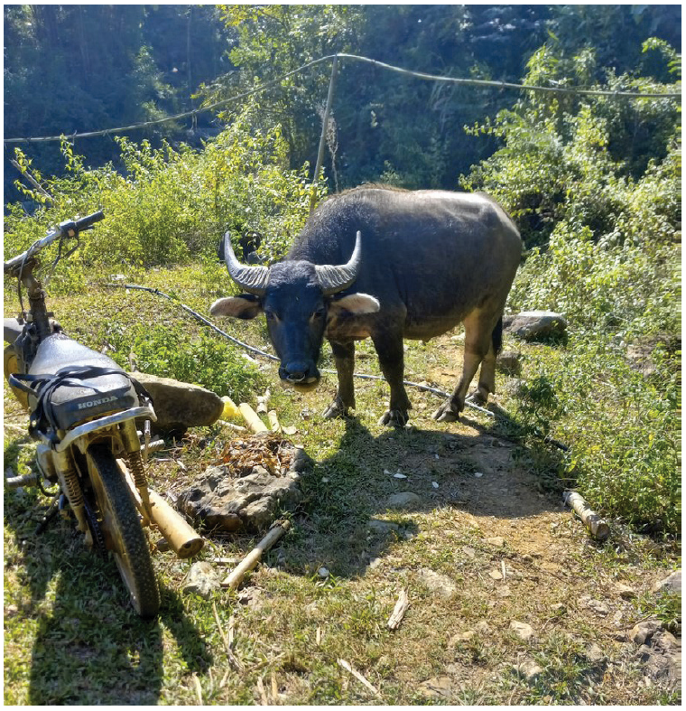 motorcycle and water buffalo outside.