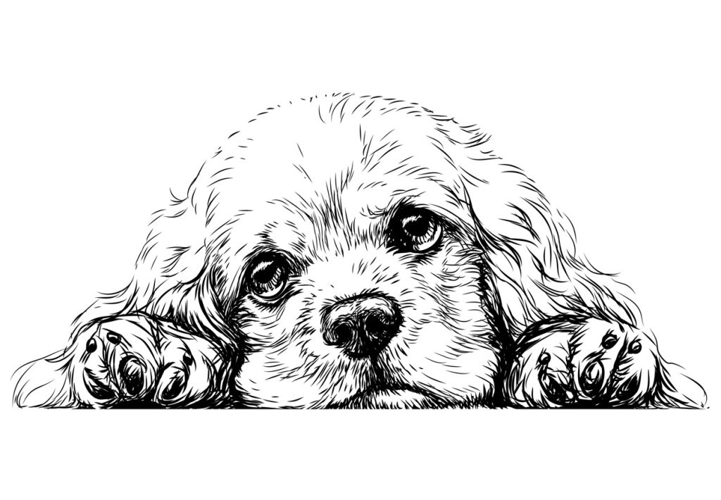 cocker spaniel black and white drawing