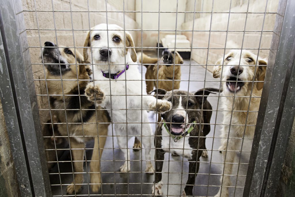 How many dogs and cats can you legally own in New Jersey?